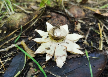 Rötender Erdstern (Geastrum rufescens) - © Bernard Wieser